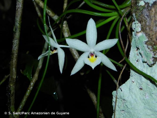 <i>Aganisia pulchella</i> Lindl., 1839 © S. Sant/Parc Amazonien de Guyane