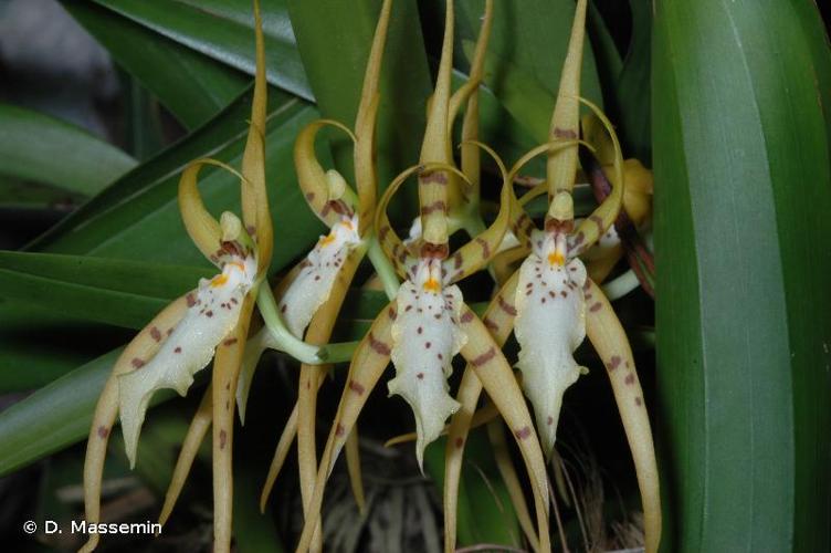 <i>Brassia lanceana</i> Lindl., 1835 © D. Massemin