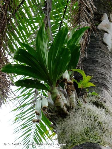 <i>Catasetum macrocarpum</i> Rich. ex Kunth, 1822 © S. Sant/Parc Amazonien de Guyane