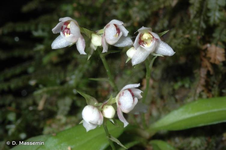 <i>Cheiradenia cuspidata</i> Lindl., 1853 © D. Massemin