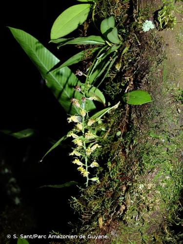 <i>Cryptarrhena guatemalensis</i> Schltr., 1911 © S. Sant/Parc Amazonien de Guyane