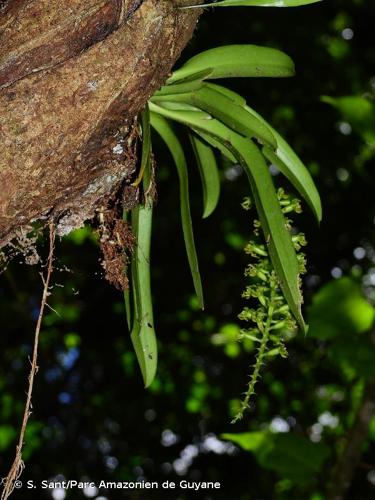 <i>Cryptarrhena kegelii</i> Rchb.f., 1852 © S. Sant/Parc Amazonien de Guyane