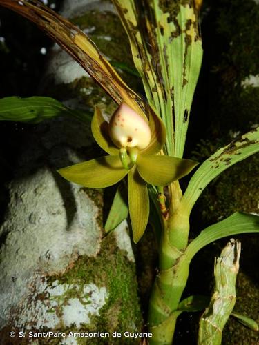 <i>Cycnoches haagii</i> Barb.Rodr., 1882 © S. Sant/Parc Amazonien de Guyane