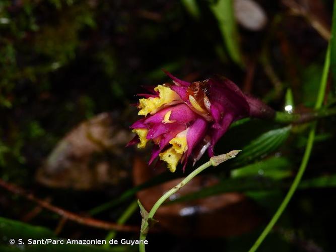 <i>Elleanthus caravata</i> (Aubl.) Rchb.f., 1878 © S. Sant/Parc Amazonien de Guyane