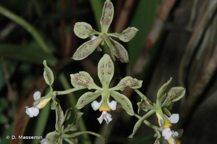 <i>Encyclia granitica</i> (Bateman ex Lindl.) Schltr., 1919 © D. Massemin