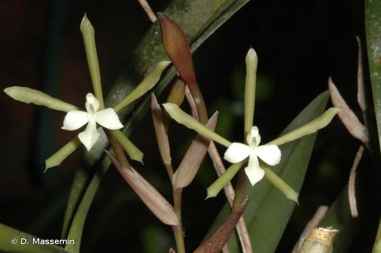 <i>Epidendrum purpurascens</i> H.Focke, 1851 © D. Massemin