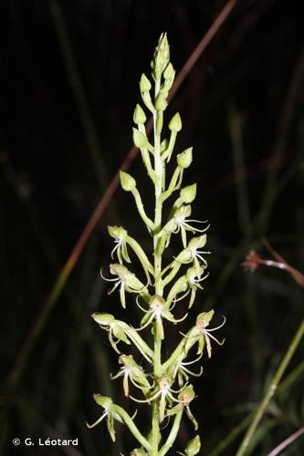 <i>Habenaria amambayensis</i> Schltr., 1920 © G. Léotard