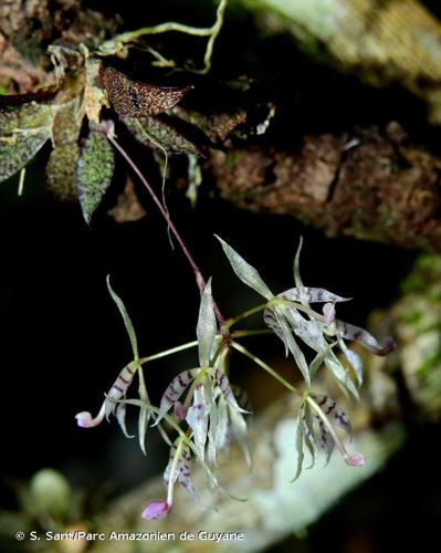 <i>Macroclinium wullschlaegelianum</i> (H.Focke) Dodson, 1984 © S. Sant/Parc Amazonien de Guyane