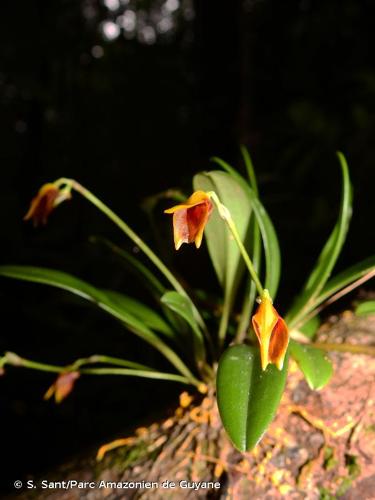 <i>Masdevallia cuprea</i> Lindl., 1843 © S. Sant/Parc Amazonien de Guyane