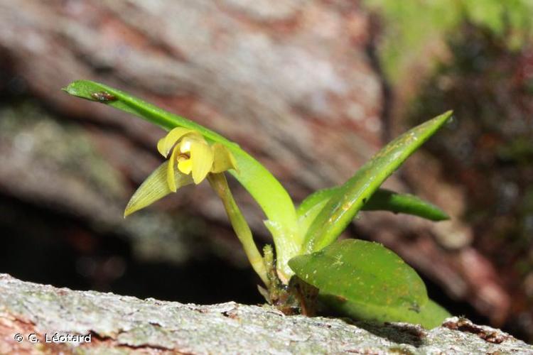 <i>Maxillaria brachybulbon</i> Schltr., 1923 © G. Léotard