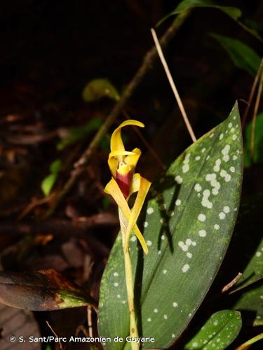 <i>Maxillaria reichenheimiana</i> Endrés & Rchb.f., 1871 © S. Sant/Parc Amazonien de Guyane