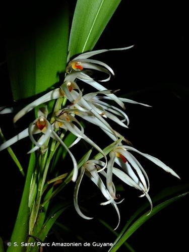 <i>Maxillaria splendens</i> Poepp. & Endl., 1836 © S. Sant/ Parc Amazonien de Guyane