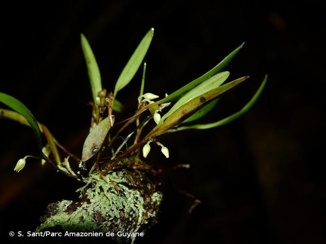 <i>Octomeria exigua</i> C.Schweinf., 1935 © S. Sant/Parc Amazonien de Guyane