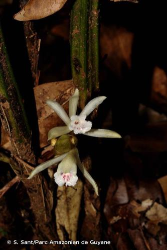 <i>Palmorchis pubescens</i> Barb.Rodr., 1877 © S. Sant/Parc Amazonien de Guyane