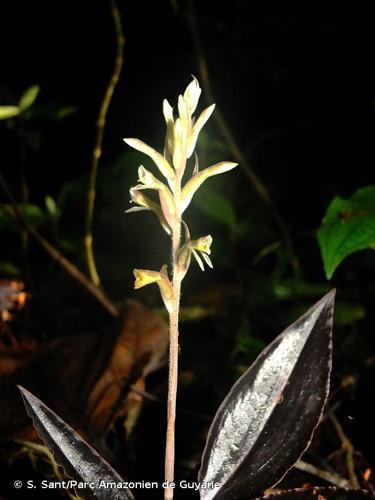 <i>Pelexia goninensis</i> (Pulle) Schltr., 1920 © S. Sant/Parc Amazonien de Guyane