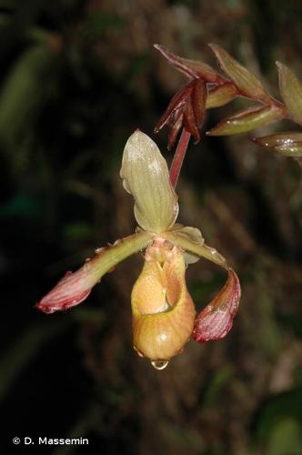 <i>Phragmipedium lindleyanum</i> (R.H.Schomb. ex Lindl.) Rolfe, 1896 © D. Massemin