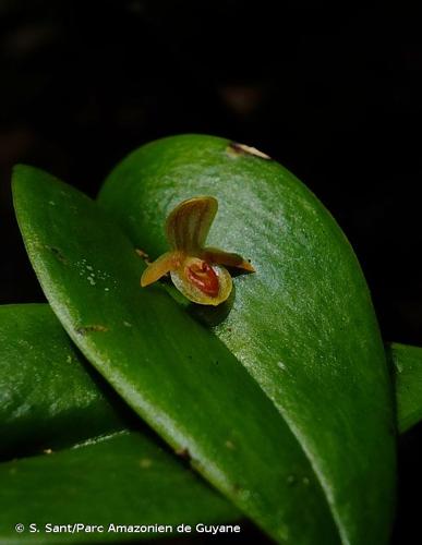 <i>Pleurothallis archidiaconi</i> Ames, 1925 © S. Sant/Parc Amazonien de Guyane