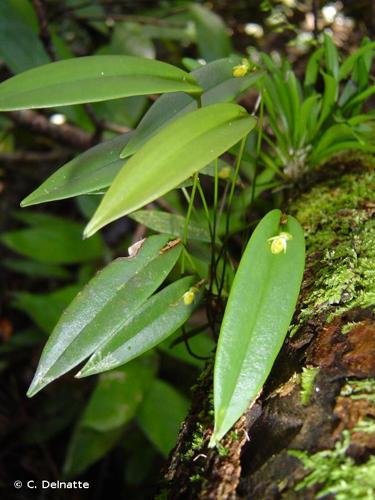 <i>Pleurothallis discoidea</i> Lindl., 1835 © C. Delnatte