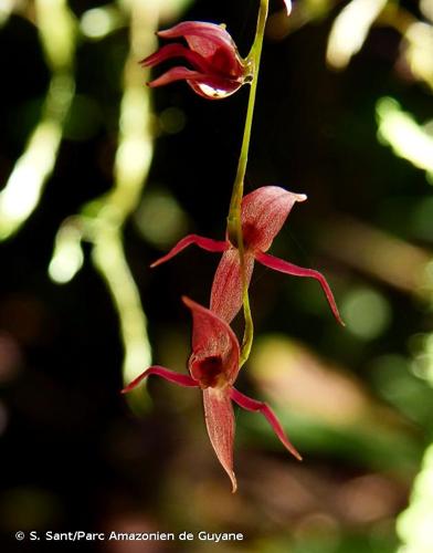 <i>Pleurothallis suspensa</i> Luer, 1982 © S. Sant/Parc Amazonien de Guyane