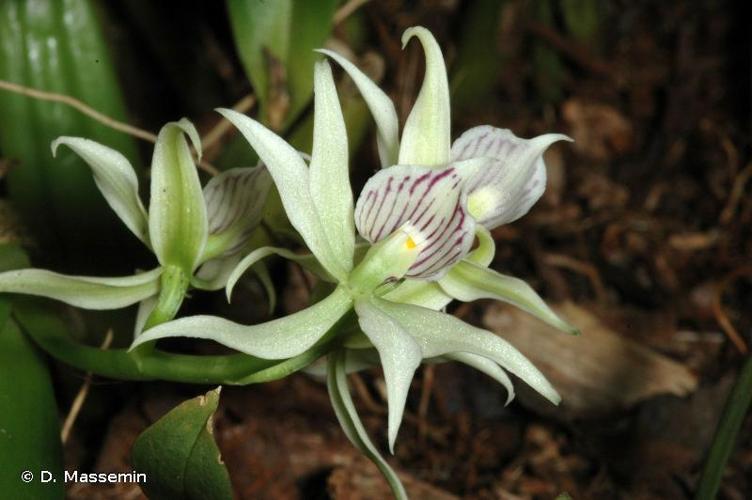 <i>Prosthechea aemula</i> (Lindl.) W.E.Higgins, 1998 © D. Massemin