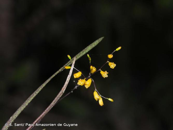 <i>Quekettia microscopica</i> Lindl., 1839 © S. Sant/ Parc Amazonien de Guyane