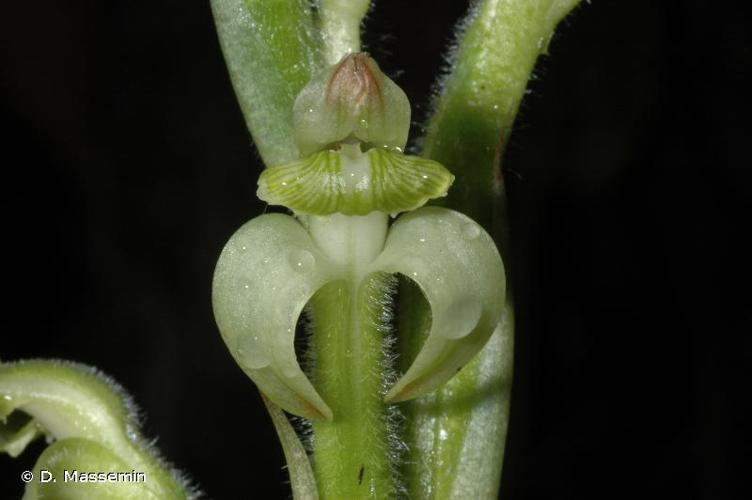 <i>Sarcoglottis acaulis</i> (Sm.) Schltr., 1919 © D. Massemin