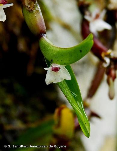 <i>Scaphyglottis prolifera</i> Cogn., 1898 © S. Sant/Parc Amazonien de Guyane