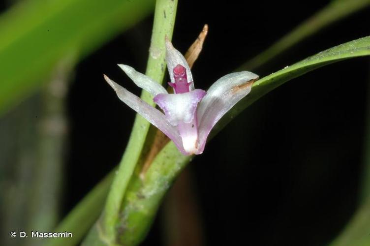 <i>Scaphyglottis stellata</i> Lodd. ex Lindl., 1839 © D. Massemin