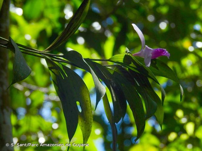 <i>Sobralia sessilis</i> Lindl., 1841 © S. Sant/Parc Amazonien de Guyane