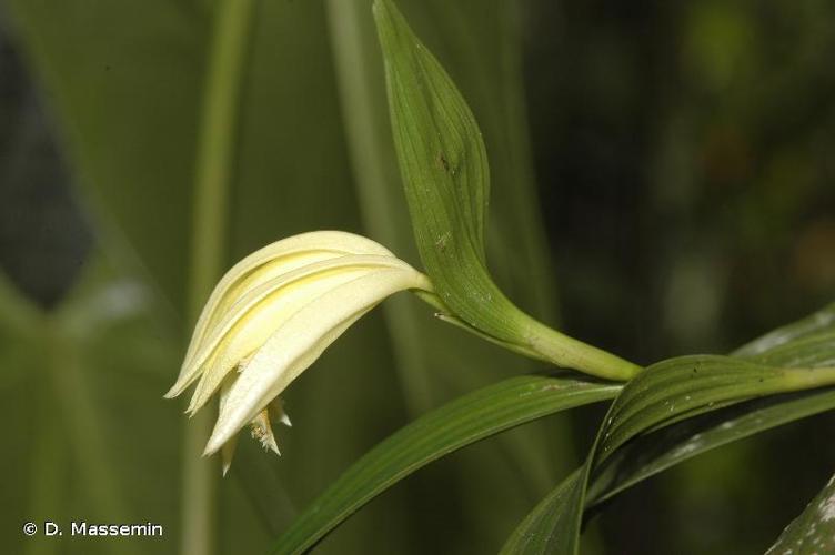 <i>Sobralia suaveolens</i> Rchb.f., 1878 © D. Massemin