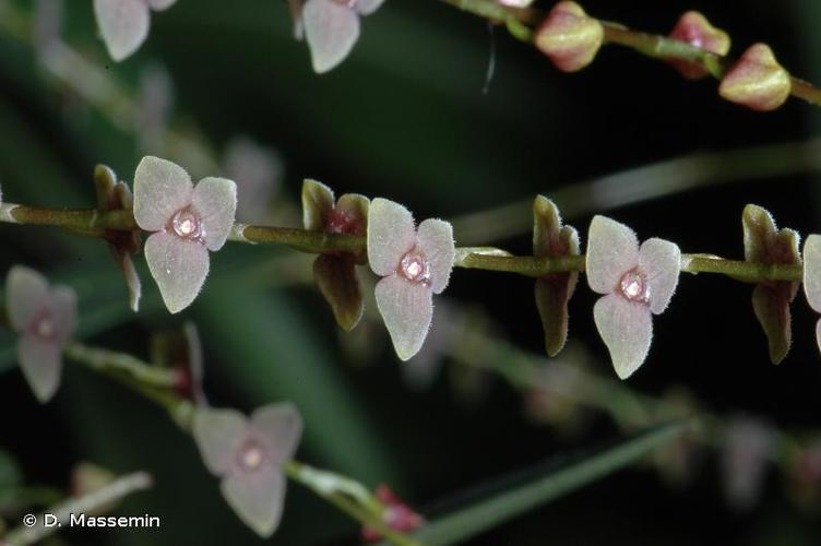 <i>Stelis argentata</i> Lindl., 1842 © D. Massemin