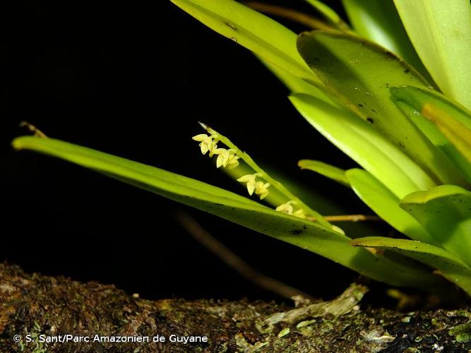 <i>Stelis santiagoensis</i> Mansf., 1928 © S. Sant/Parc Amazonien de Guyane