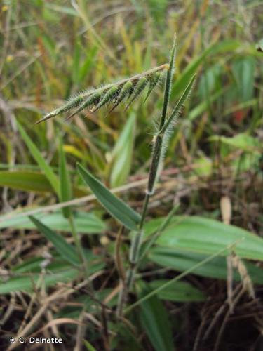 <i>Echinolaena inflexa</i> (Poir.) Chase, 1911 © C. Delnatte