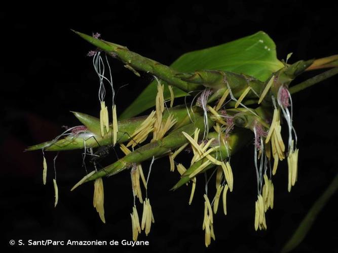 <i>Guadua latifolia</i> (Bonpl.) Kunth, 1822 © S. Sant/Parc Amazonien de Guyane