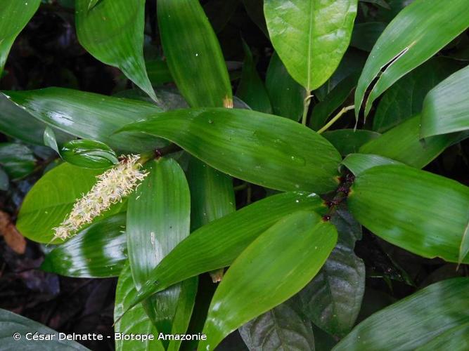 <i>Pariana campestris</i> Aubl., 1775 © César Delnatte - Biotope Amazonie
