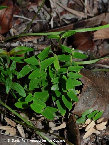 <i>Raddiella esenbeckii</i> (Steud.) C.E.Calderón & Soderstr., 1980 © S. Sant/ Parc Amazonien de Guyane