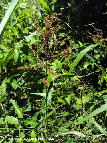 <i>Steinchisma laxum</i> (Sw.) Zuloaga, 2003 © C. Delnatte - DEAL Martinique