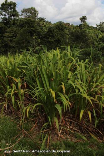 <i>Tripsacum andersonii</i> J.R.Gray, 1976 © S. Sant/ Parc Amazonien de Guyane