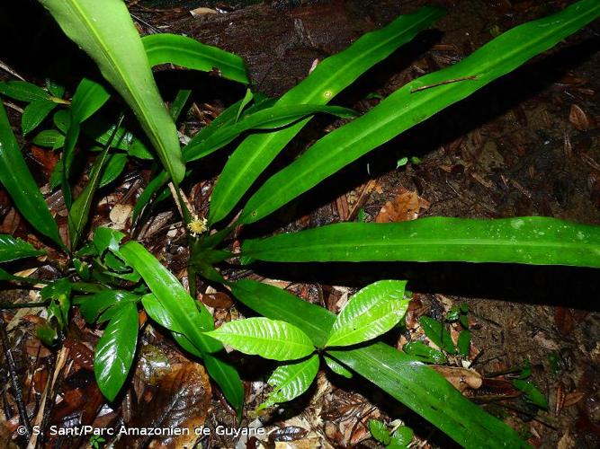 <i>Saxo-fridericia aculeata</i> Körn., 1872 © S. Sant/Parc Amazonien de Guyane