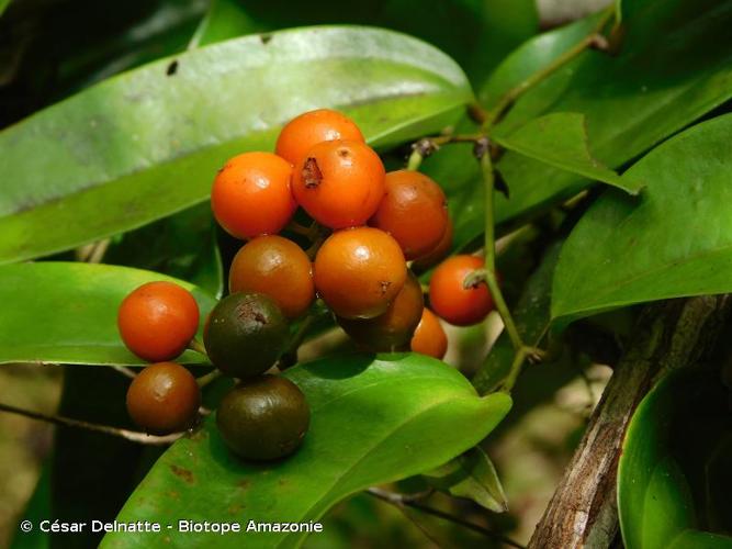 <i>Smilax schomburgkiana</i> Kunth, 1850 © César Delnatte - Biotope Amazonie