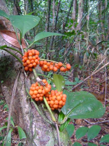 <i>Smilax syphilitica</i> Humb. & Bonpl. ex Willd., 1806 © C. Delnatte