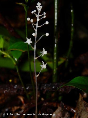 <i>Sciaphila albescens</i> Benth., 1855 © S. Sant/Parc Amazonien de Guyane