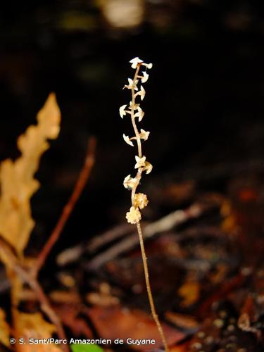 <i>Soridium spruceanum</i> Miers, 1852 © S. Sant/Parc Amazonien de Guyane