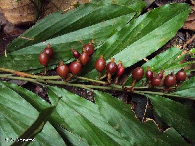 <i>Renealmia guianensis</i> Maas, 1975 © C. Delnatte