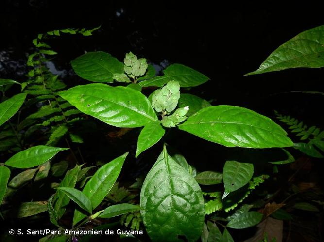 <i>Herpetacanthus rotundatus</i> (Lindau) Bremek., 1938 © S. Sant/Parc Amazonien de Guyane