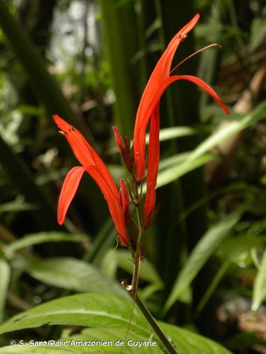 <i>Justicia calycina</i> (Nees) V.A.W.Graham, 1988 © S. Sant/Parc Amazonien de Guyane