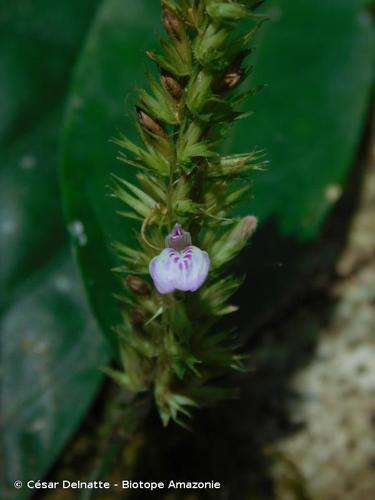 <i>Justicia cayennensis</i> (Nees) Lindau, 1895 © César Delnatte - Biotope Amazonie