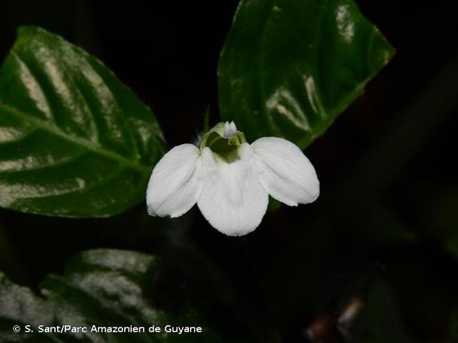 <i>Justicia sprucei</i> V.A.W.Graham, 1988 © S. Sant/Parc Amazonien de Guyane