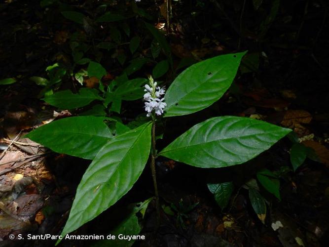 <i>Pulchranthus variegatus</i> (Aubl.) V.M.Baum, Reveal & Nowicke, 1983 © S. Sant/Parc Amazonien de Guyane