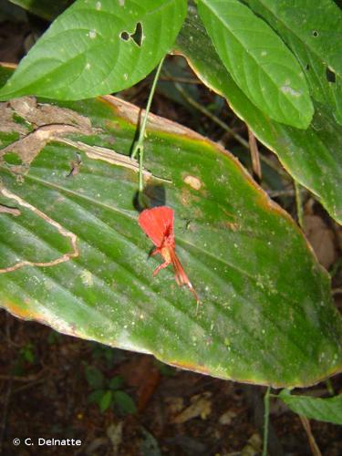 <i>Ruellia inflata</i> Rich., 1792 © C. Delnatte